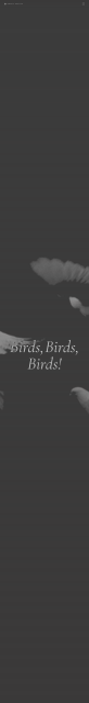 鸟类网页设计，鸟类主题网页模板