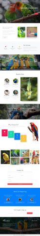 关于鸟类的网站，简约的保护鸟类网页设计