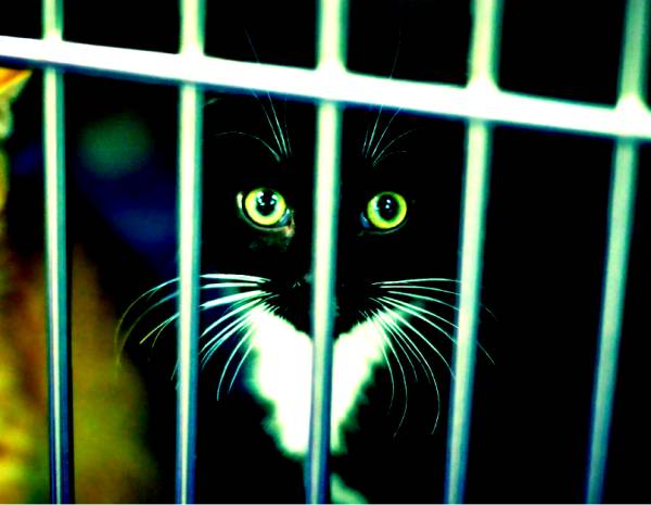 网页图片代码，笼子里的猫咪图片素材