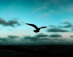 css背景移动动画，鸟与天空背景动态素材