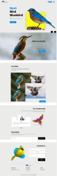 资讯类网站模板下载，简约鸟类主题网页设计模板