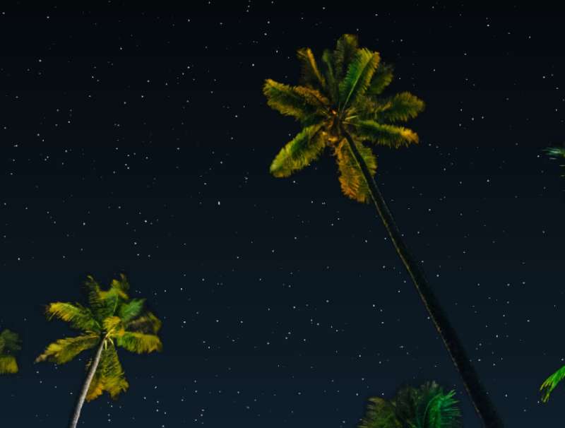椰子树动态背景图必备，逼真夜空动画场景