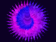 紫色蜡烛粒子环绕动画素材