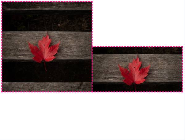 楓葉縱橫對比圖圖片素材必備