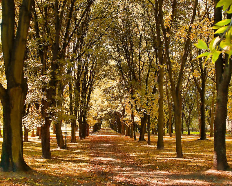 暖色调的深秋天树林背景图片jpg下载