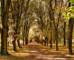 暖色调的深秋天树林背景图片jpg下载