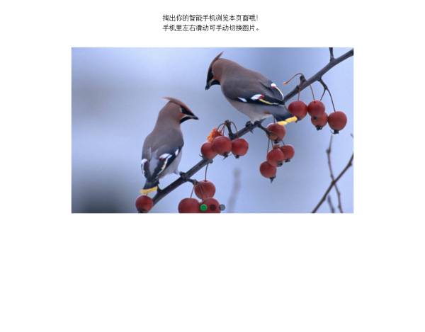 焦点图轮播手机版