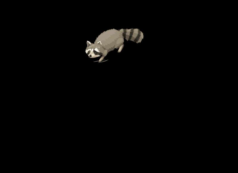 可爱的小浣熊走路flash动画素材下载