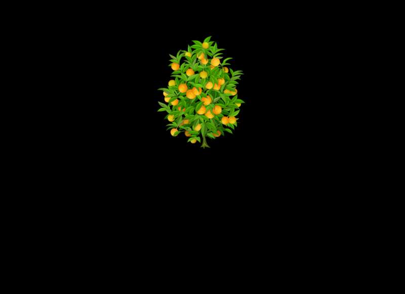 树上挂满橘子flash动画素材