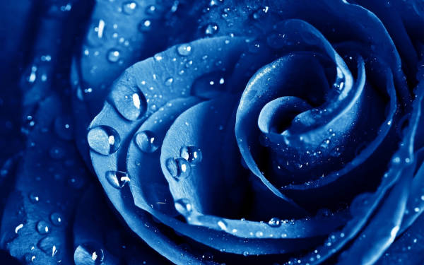 高清蓝色妖姬玫瑰花_蓝色傍水的玫瑰花图片jpg下载