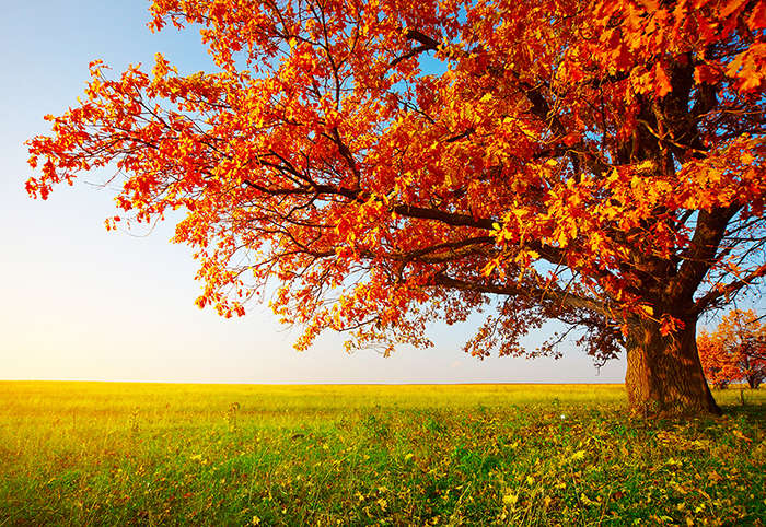 秋季美丽的枫树高清图片素材jpg下载
