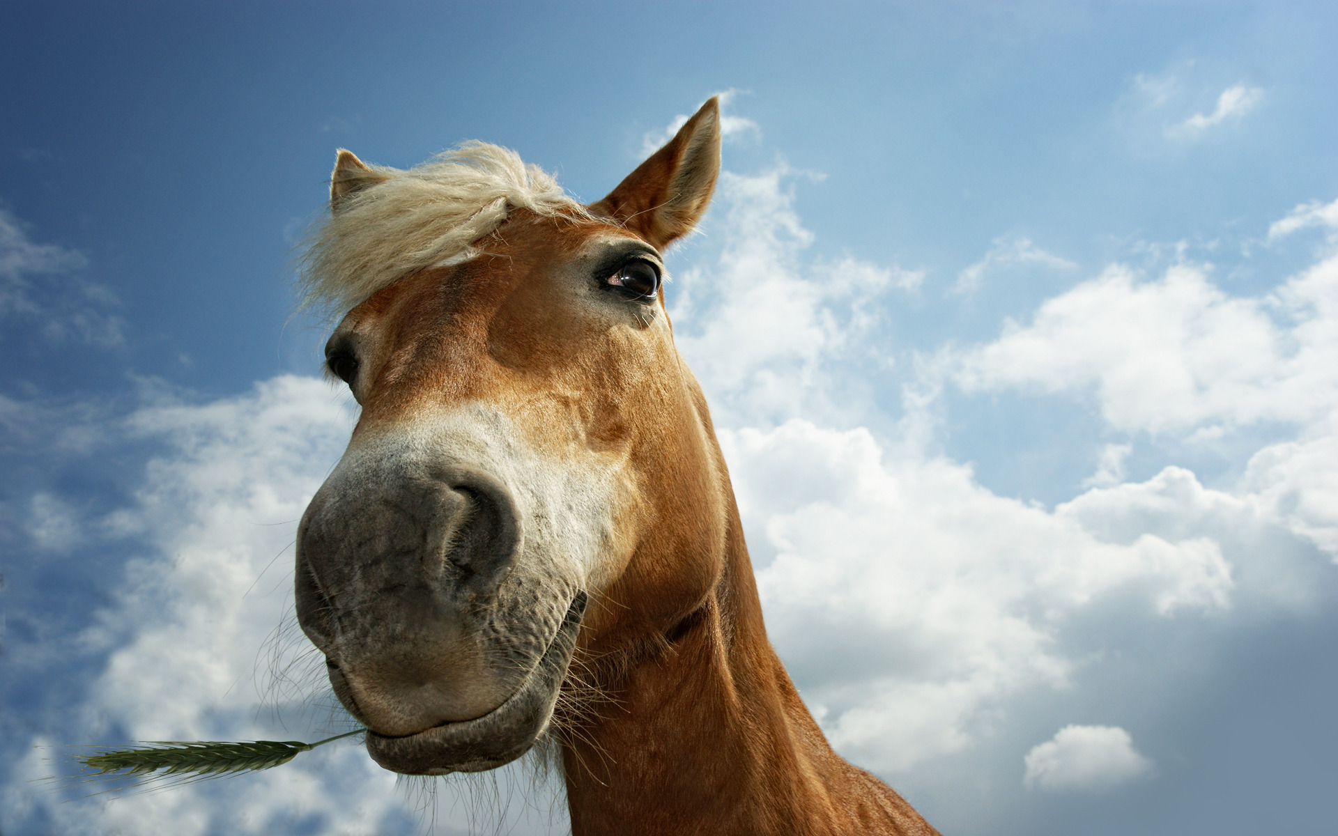 高清動物馬背景圖片素材jpg下載