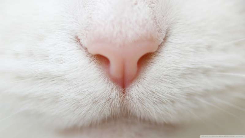 猫的小鼻子高清大图_电脑桌面壁纸下载