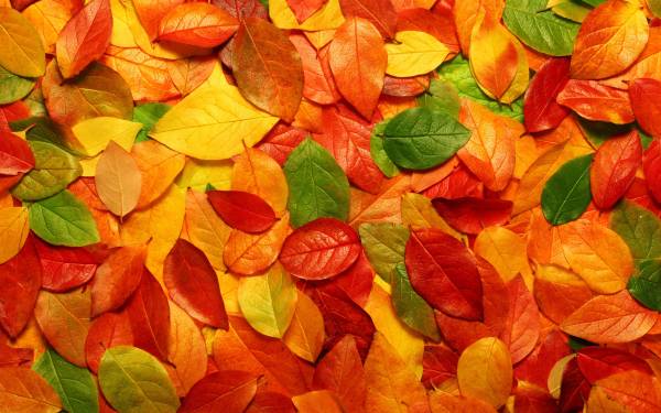 秋天风景漂亮的橙色树叶背景图片素材
