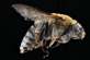 特写的昆虫蜜蜂高清图片素材下载