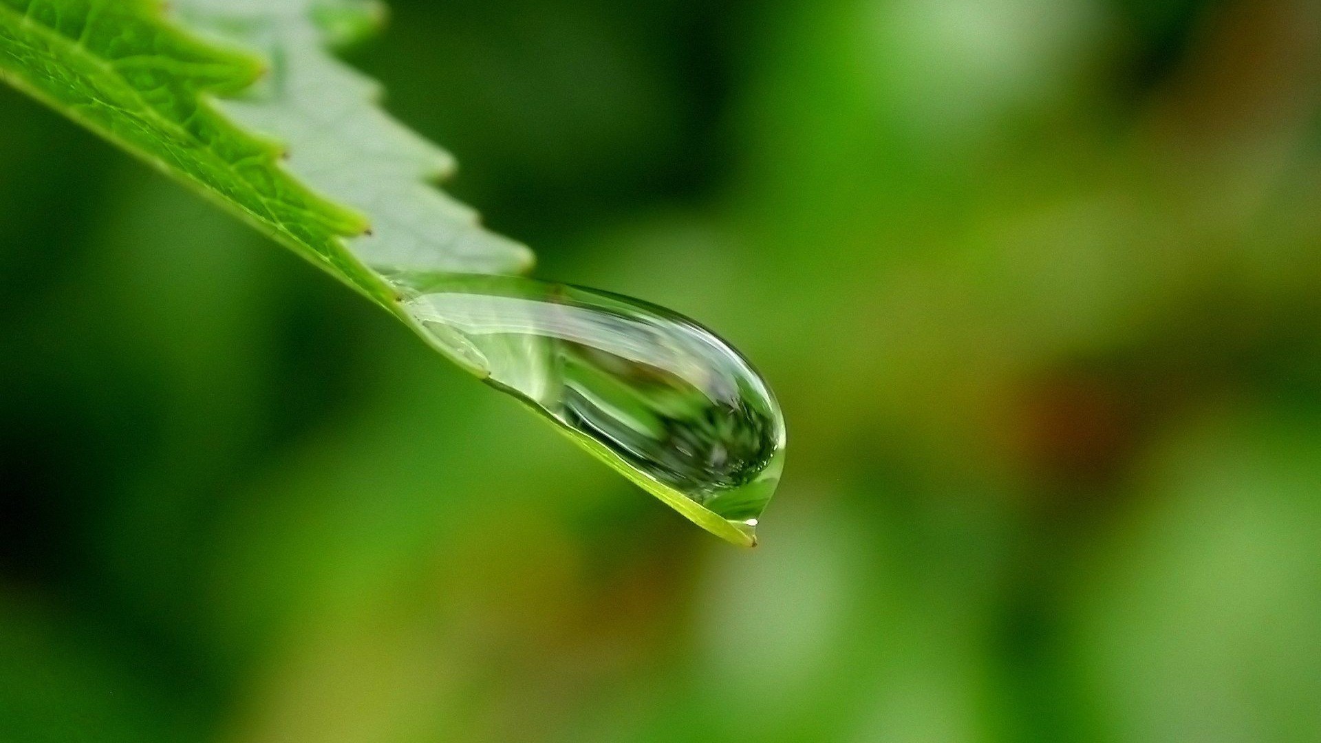 清晨綠葉拖點(diǎn)露珠特寫高清圖片下載