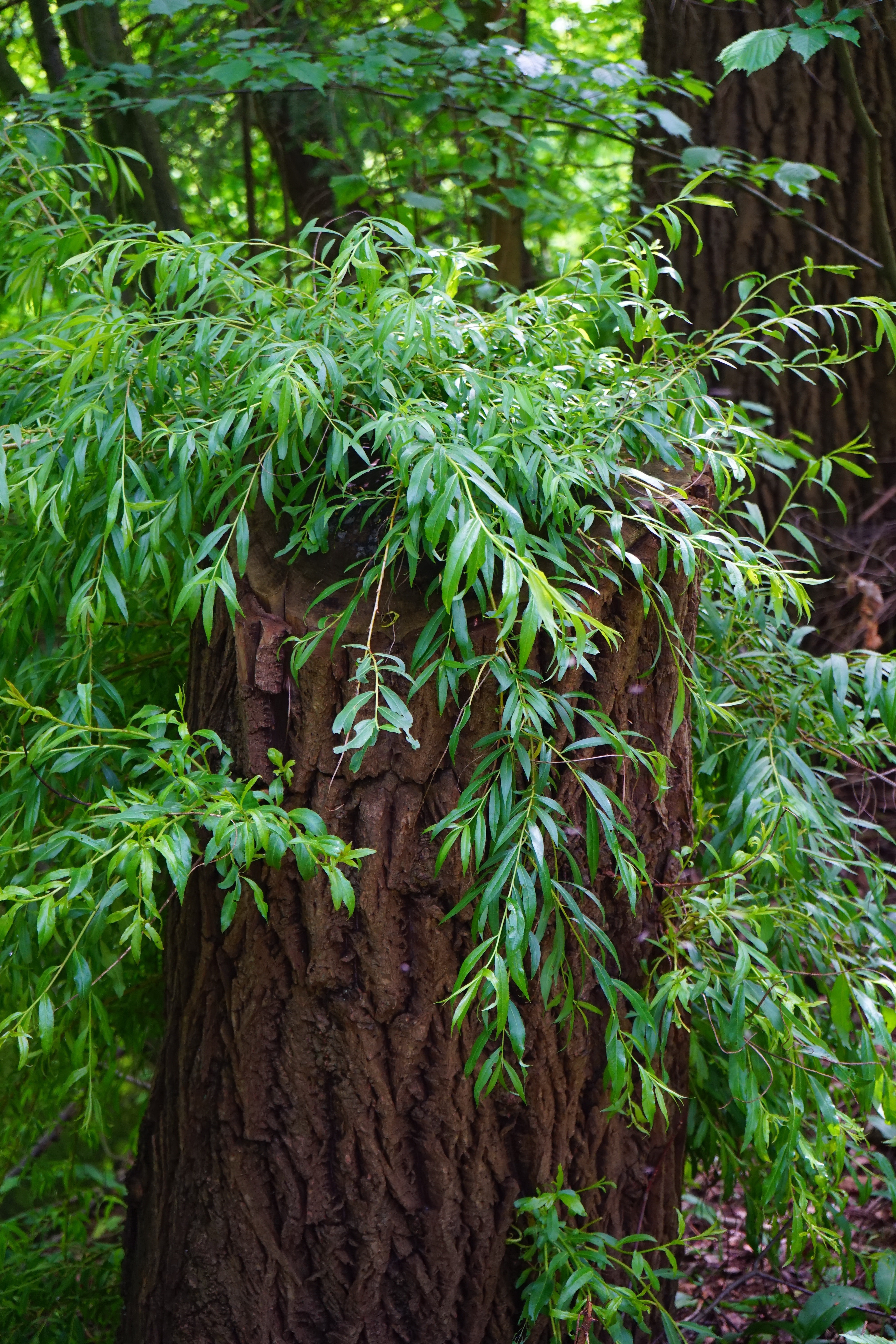 春天柳樹發(fā)芽高清圖片下載