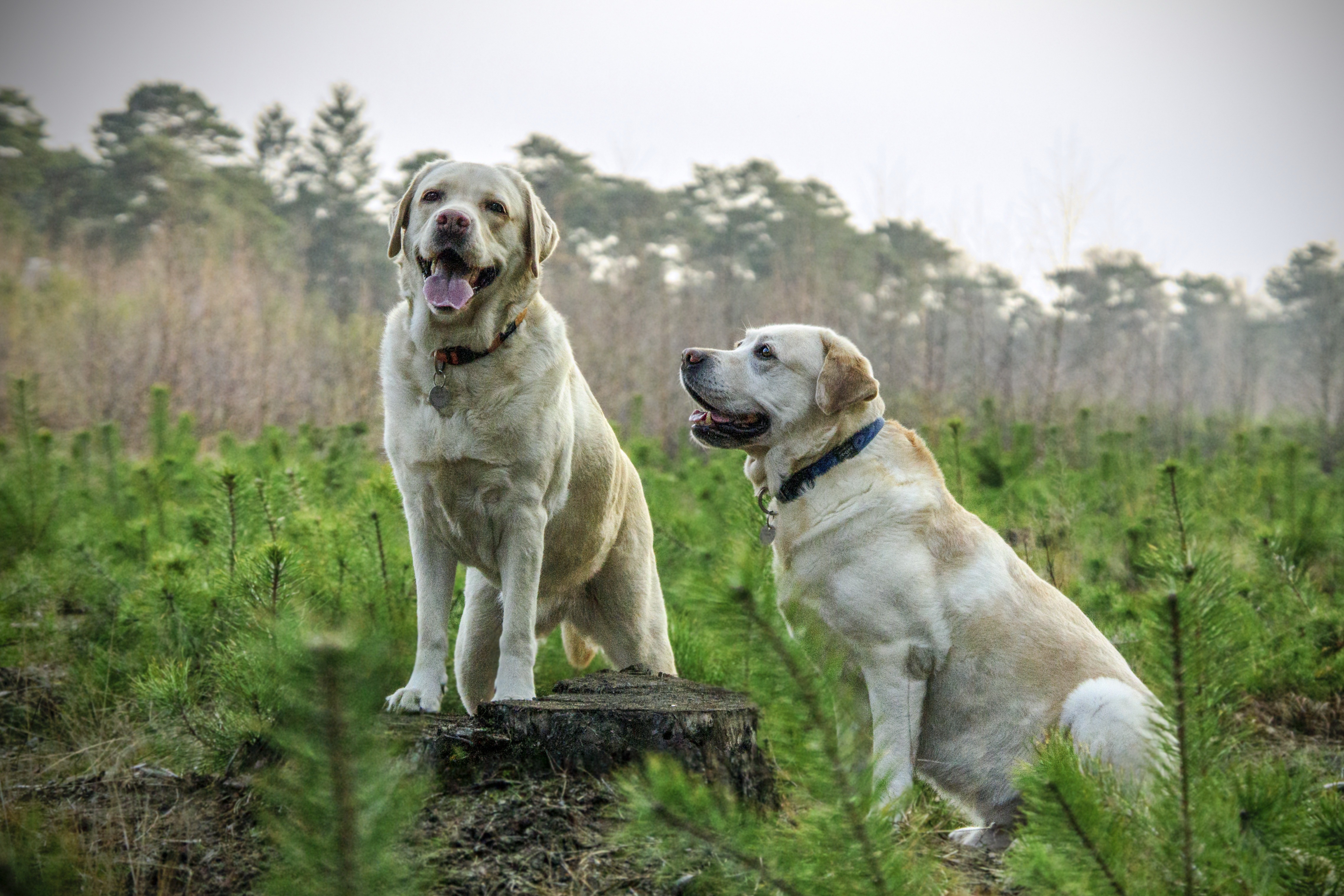 呆萌求愛狗拉布拉多犬高清圖片下載