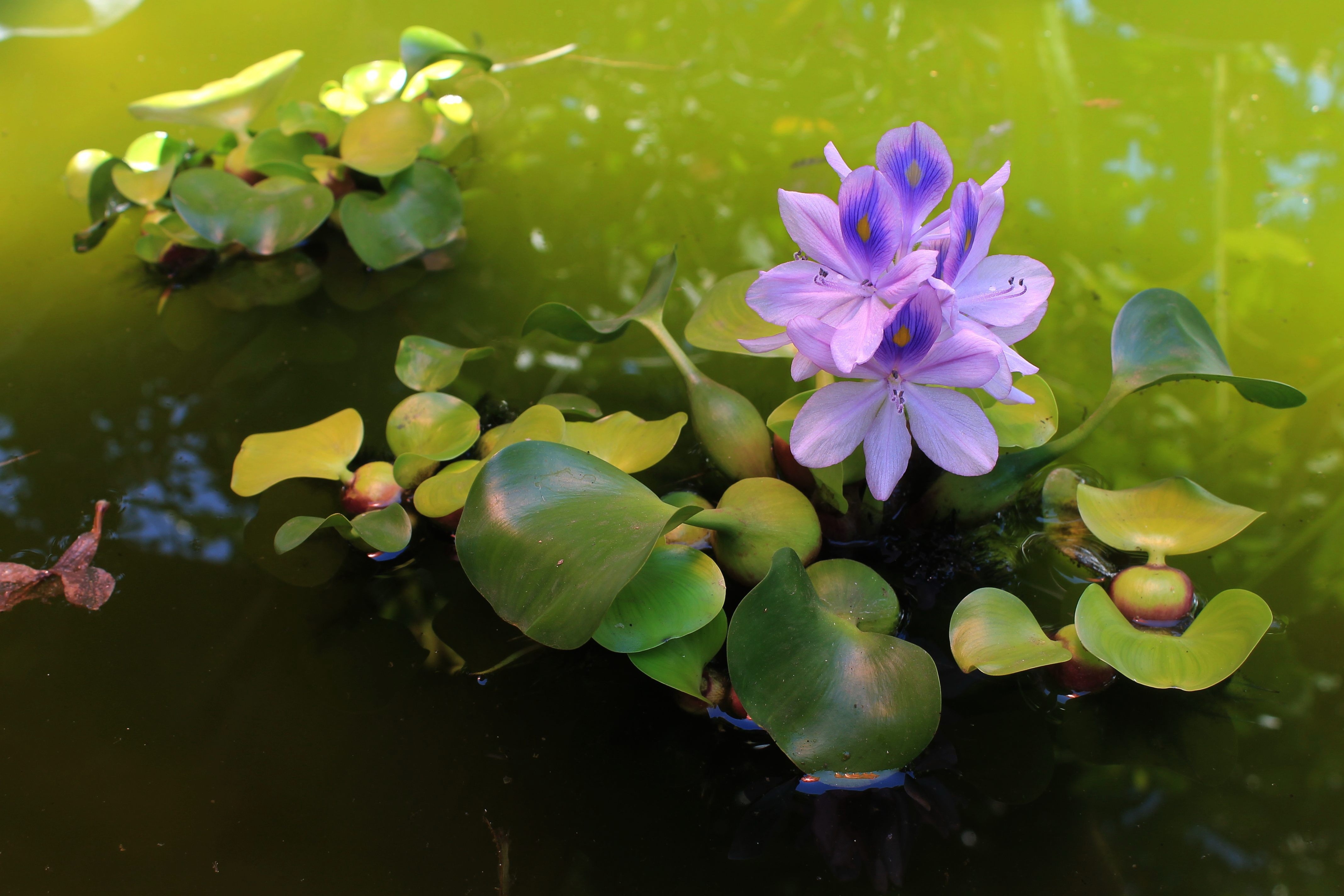 点缀湖面水葫芦开花高清图片下载