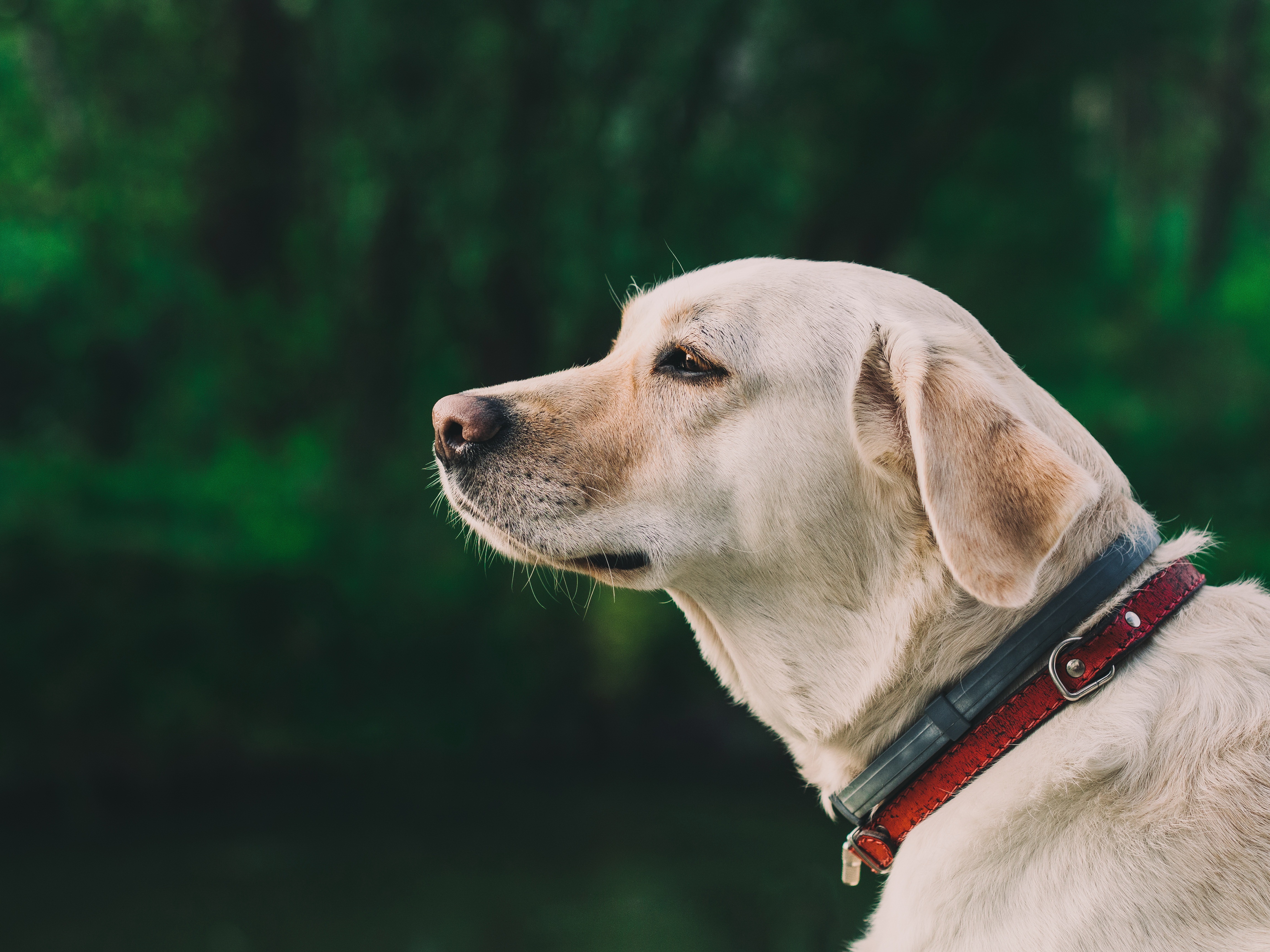 可愛拉布拉多犬狗高清圖片下載