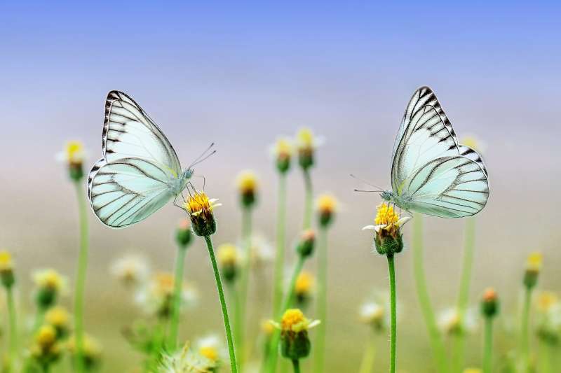停在花草上的两只蝴蝶高清图片下载