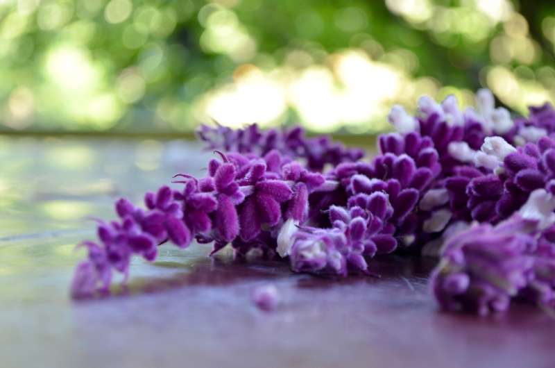 紫色花穗高清图片下载