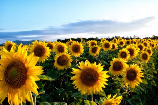 阳光下盛开的向日葵花朵高清图片下载