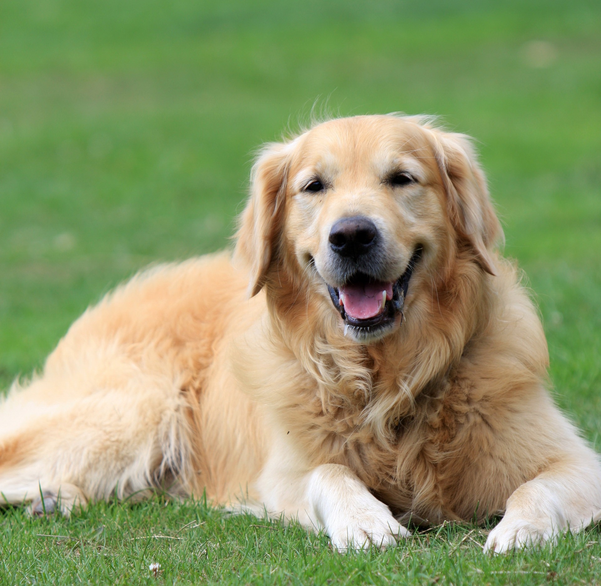 美式純種金毛犬狗圖片下載