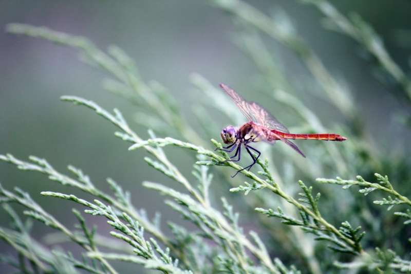 停在草上面的红色蜻蜓高清图片下载