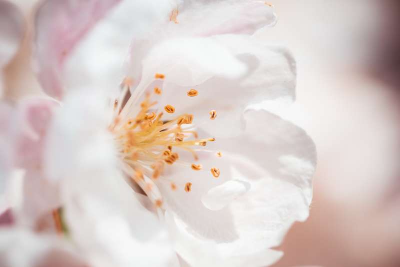 美丽绽放蔷薇花朵高清图片下载