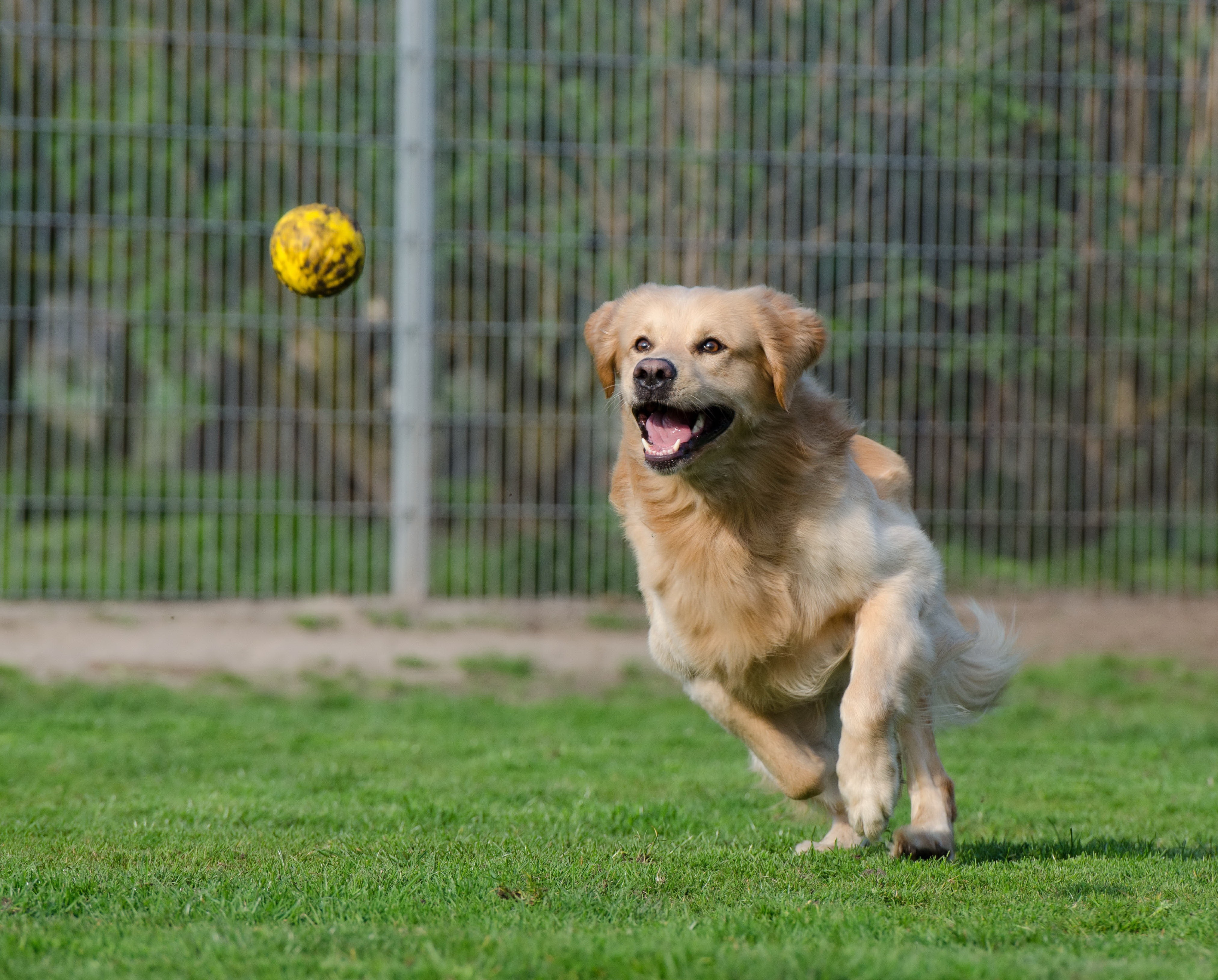 成年金毛犬狗追逐棒球高清圖片下載