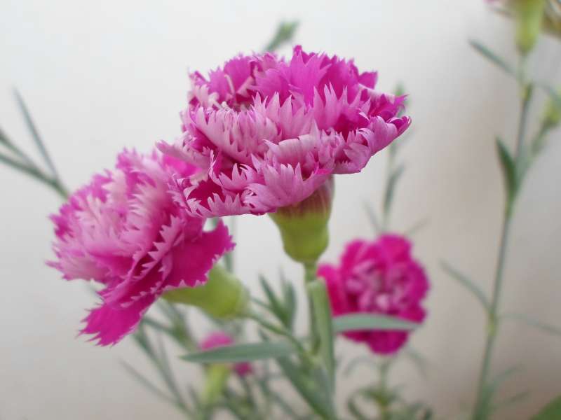 美丽粉色康乃馨花朵高清图片下载