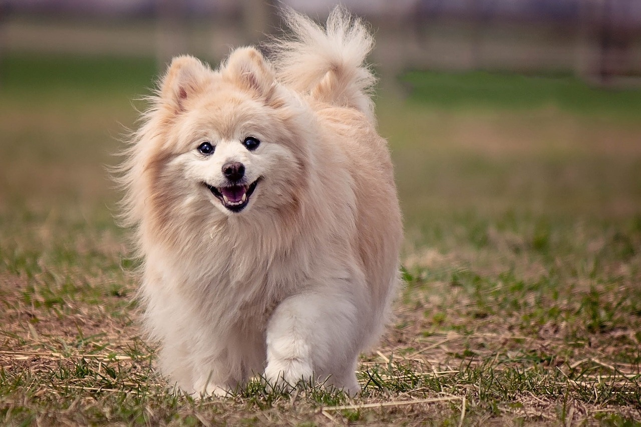 可愛博美犬狗高清圖片下載