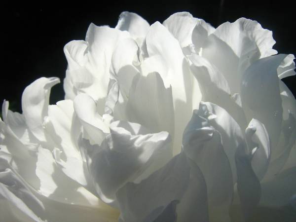 微距白色牡丹花朵高清图片下载