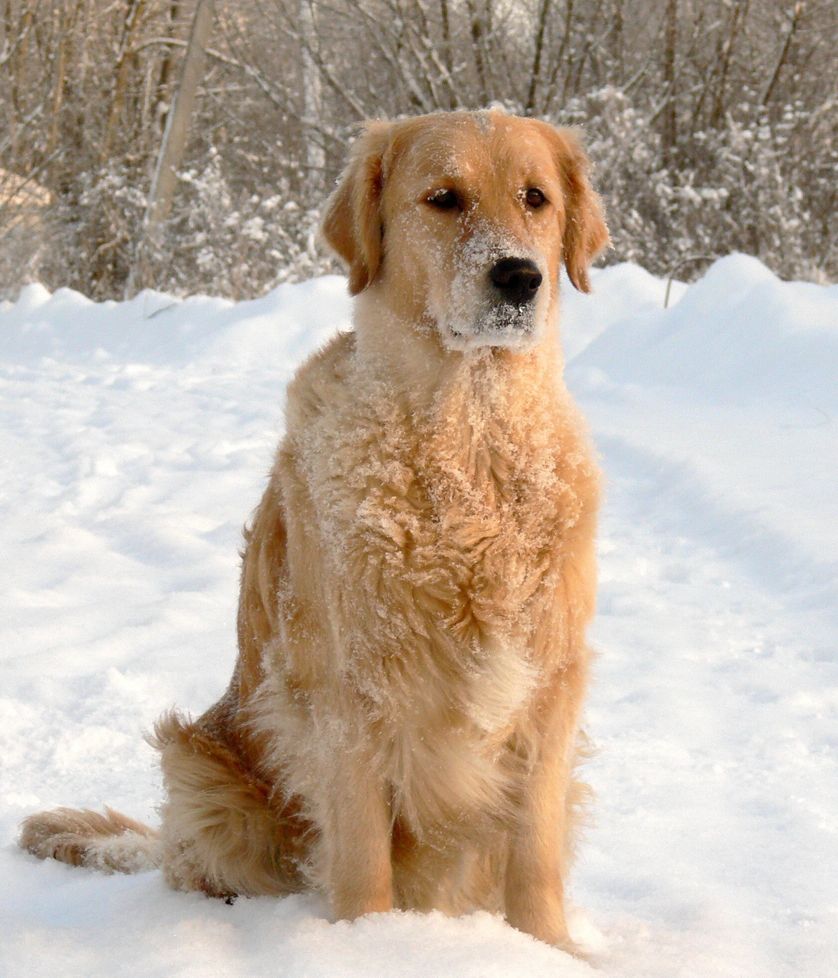 雪地金毛犬狗高清圖片下載