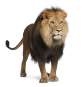 神情凶猛非洲狮子高清图片下载