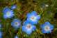 蓝色盛开的小花朵高清图片下载