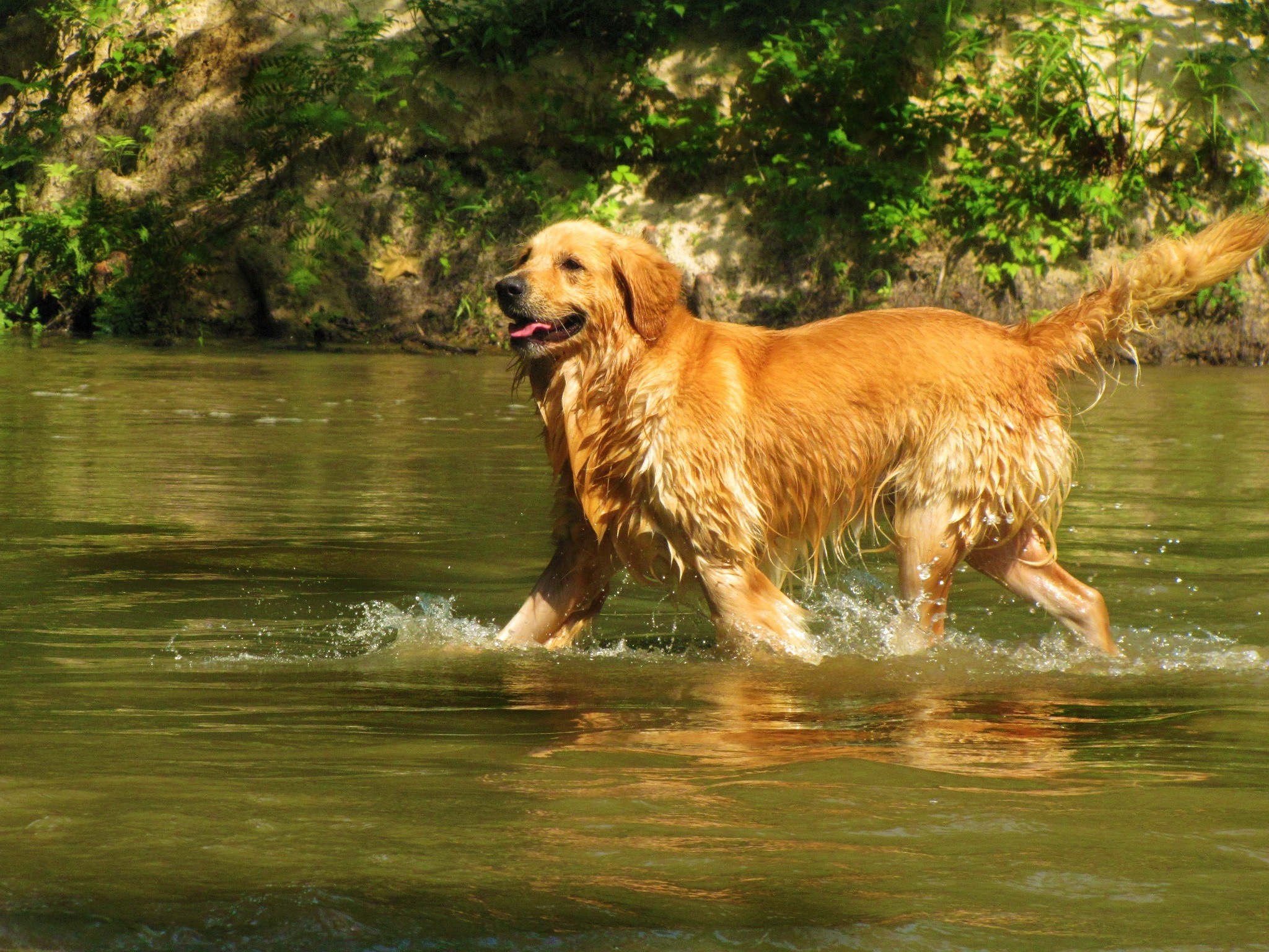 在河里戲水的金毛犬狗高清圖片下載