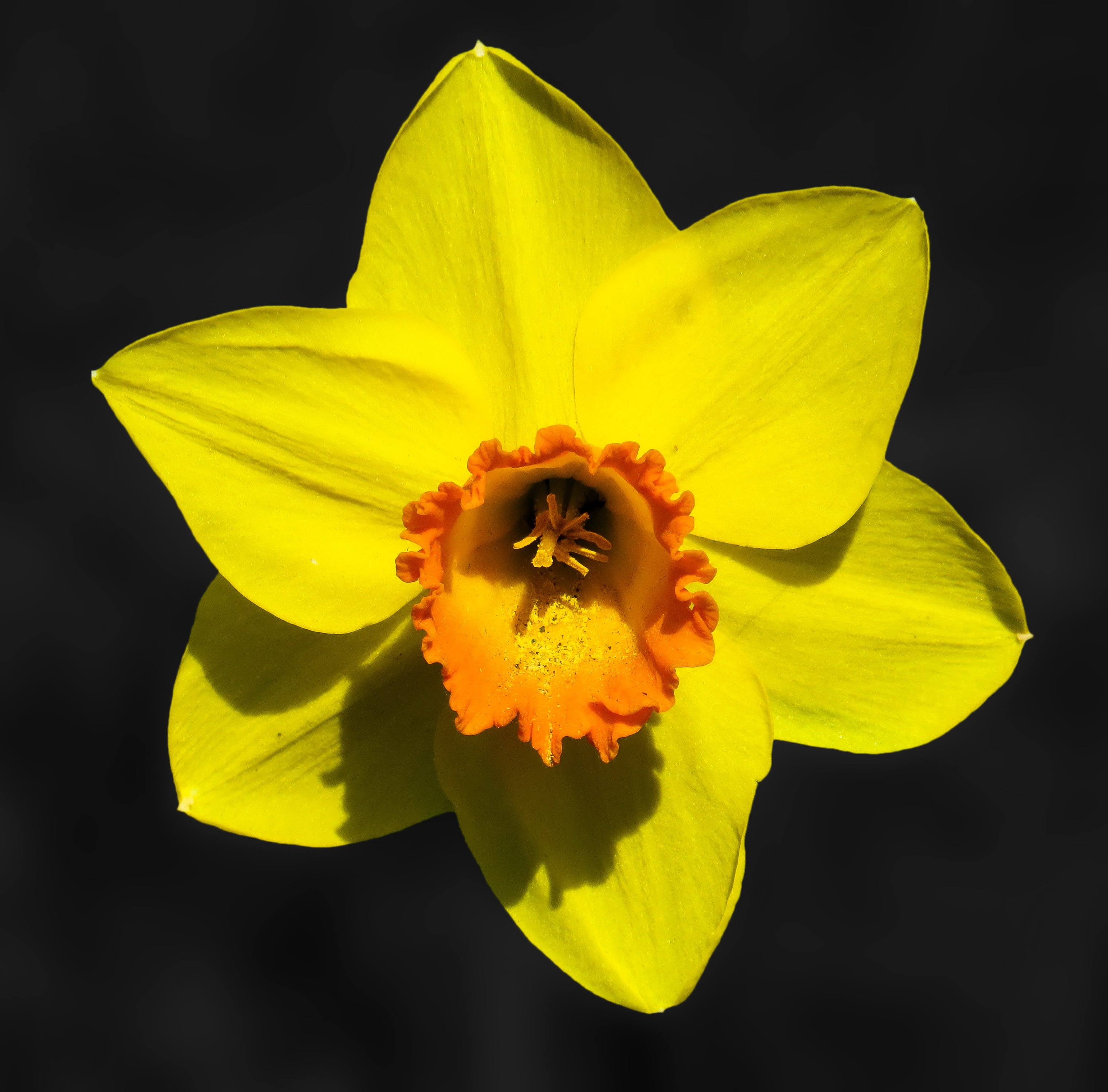 黄色喇叭水仙花朵高清图片下载