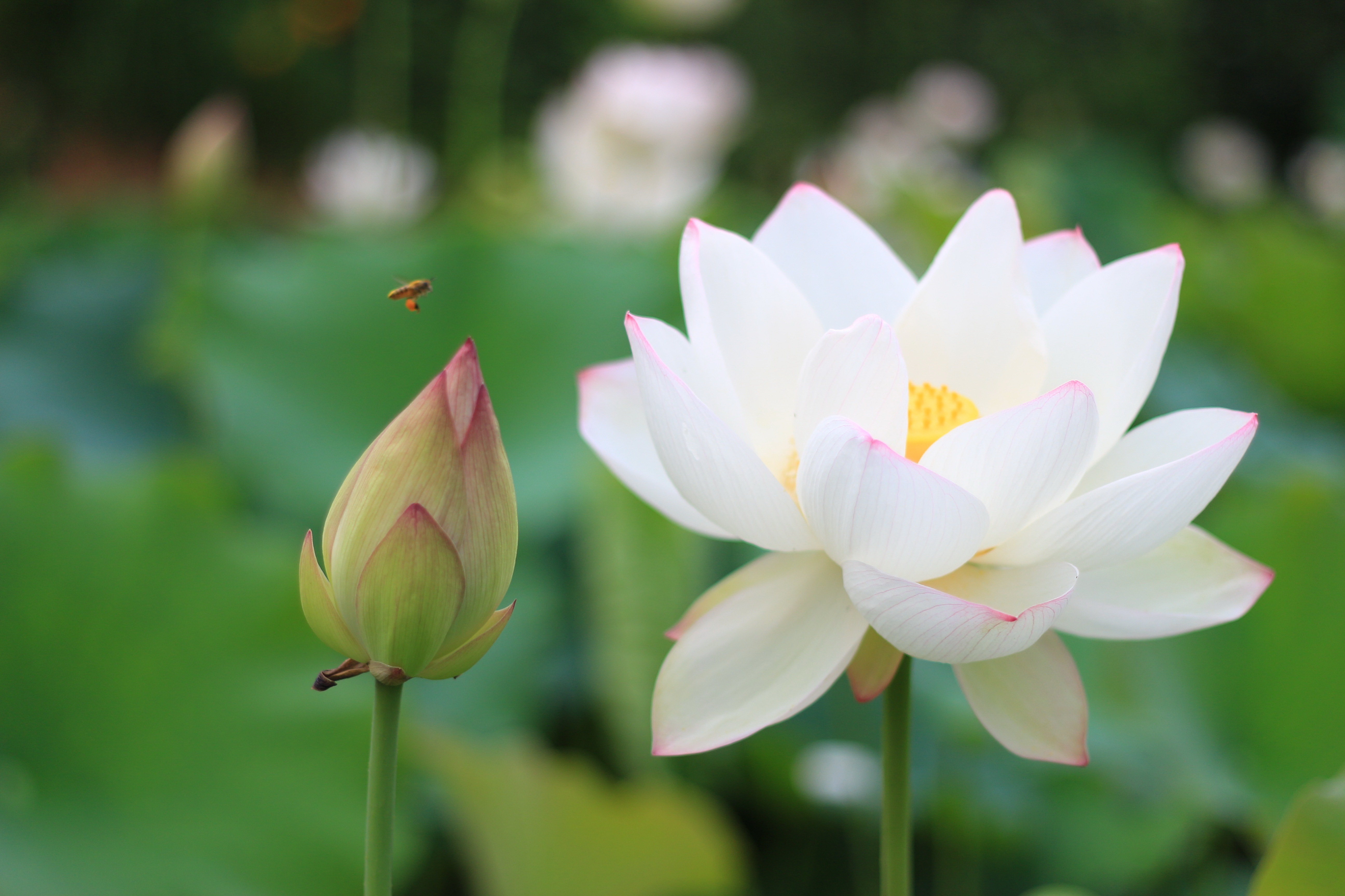 漂亮的白蓮花朵高清圖片下載