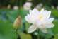 漂亮的白莲花朵高清图片下载