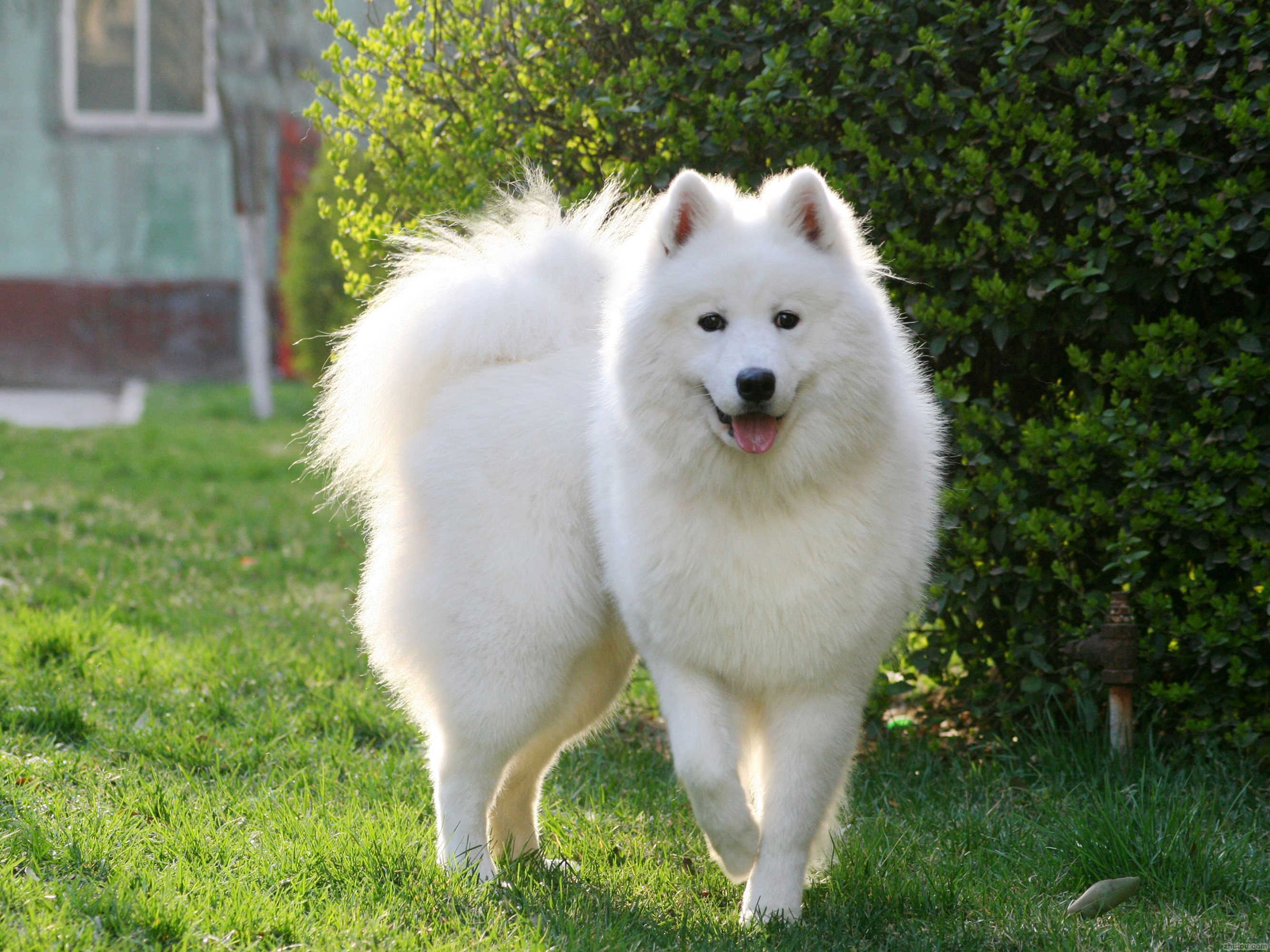 白色的大型狗狗是什么品种？_百度知道