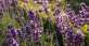 紫色薰衣草花穗植物高清图片下载