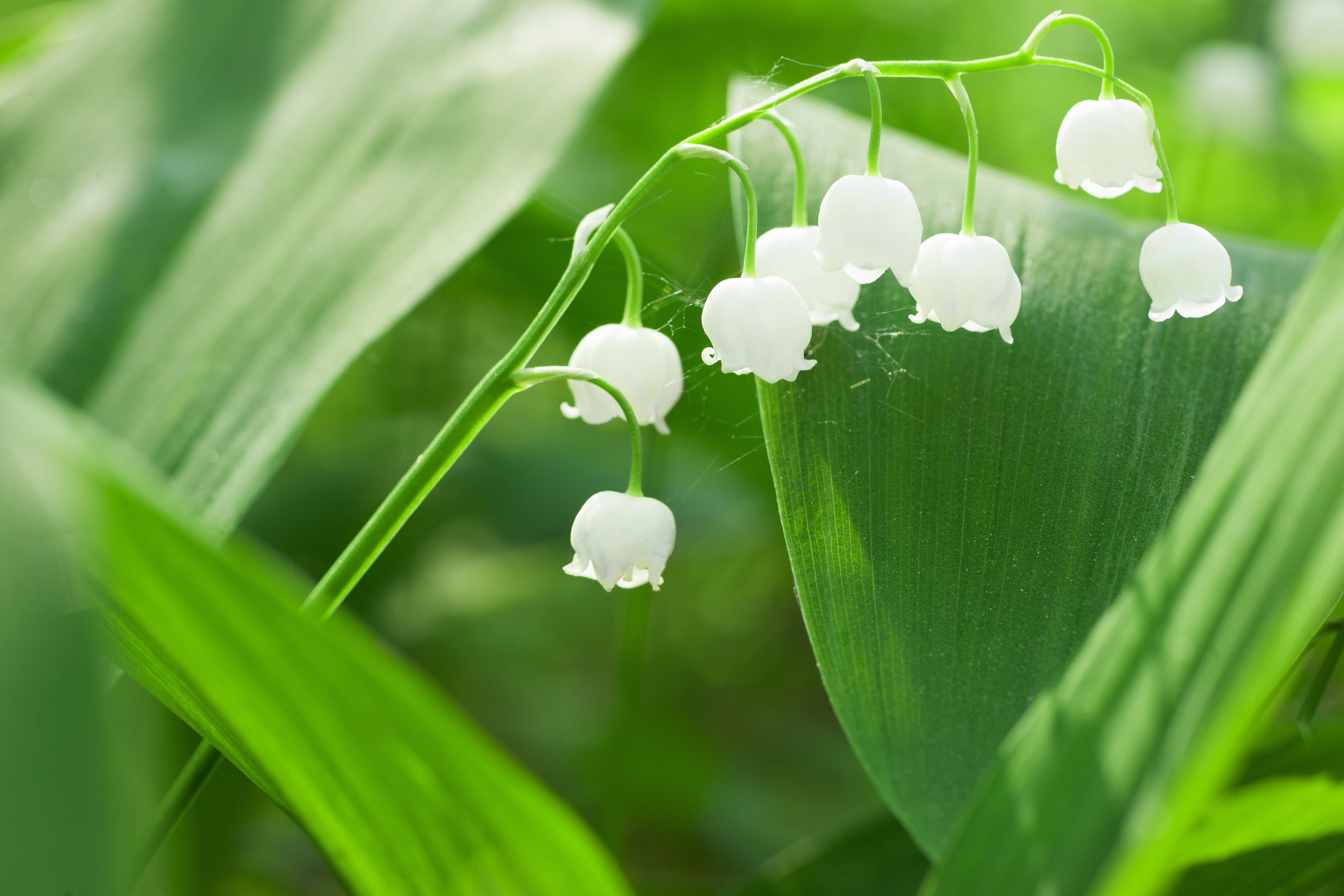 白色風(fēng)鈴草植物圖片下載