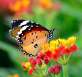 停在花蕾上美丽的蝴蝶高清图片下载