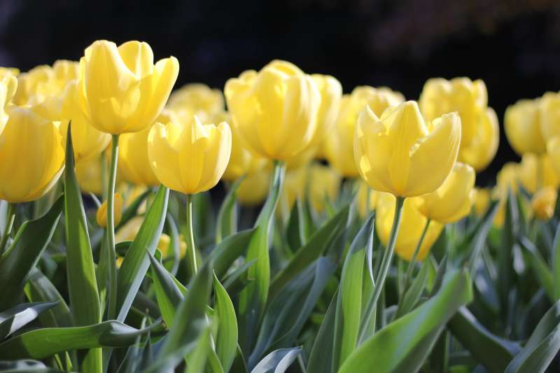 黄色淡雅郁金香花朵高清图片下载