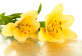 黄色漂亮的百合花朵高清图片下载