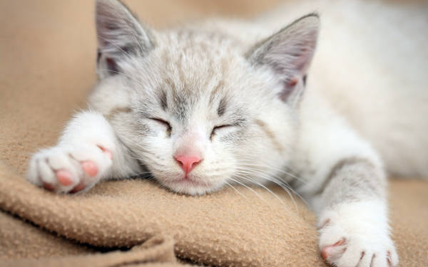 可爱睡觉小猫咪高清图片下载