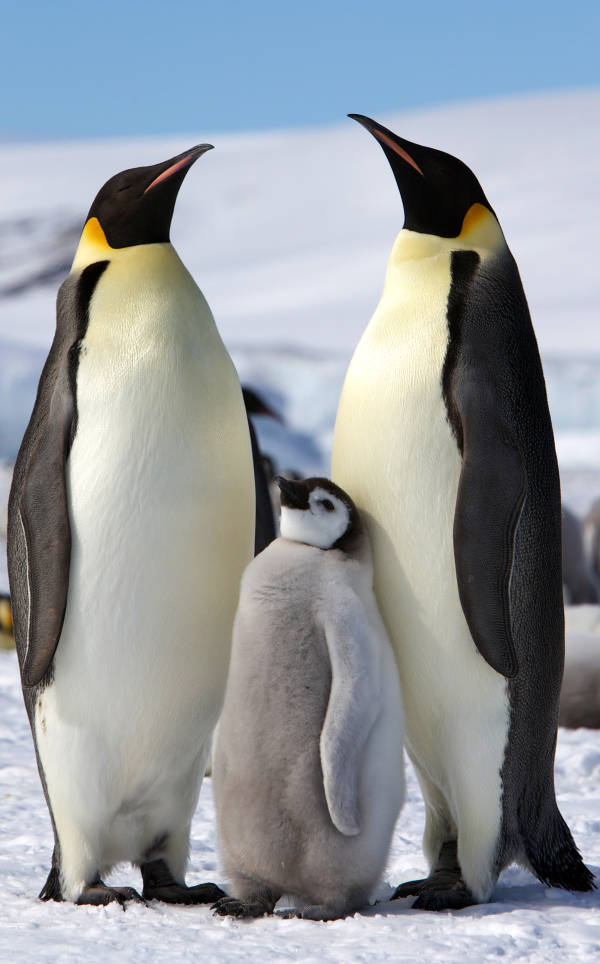 南极企鹅一家其乐融融图片下载