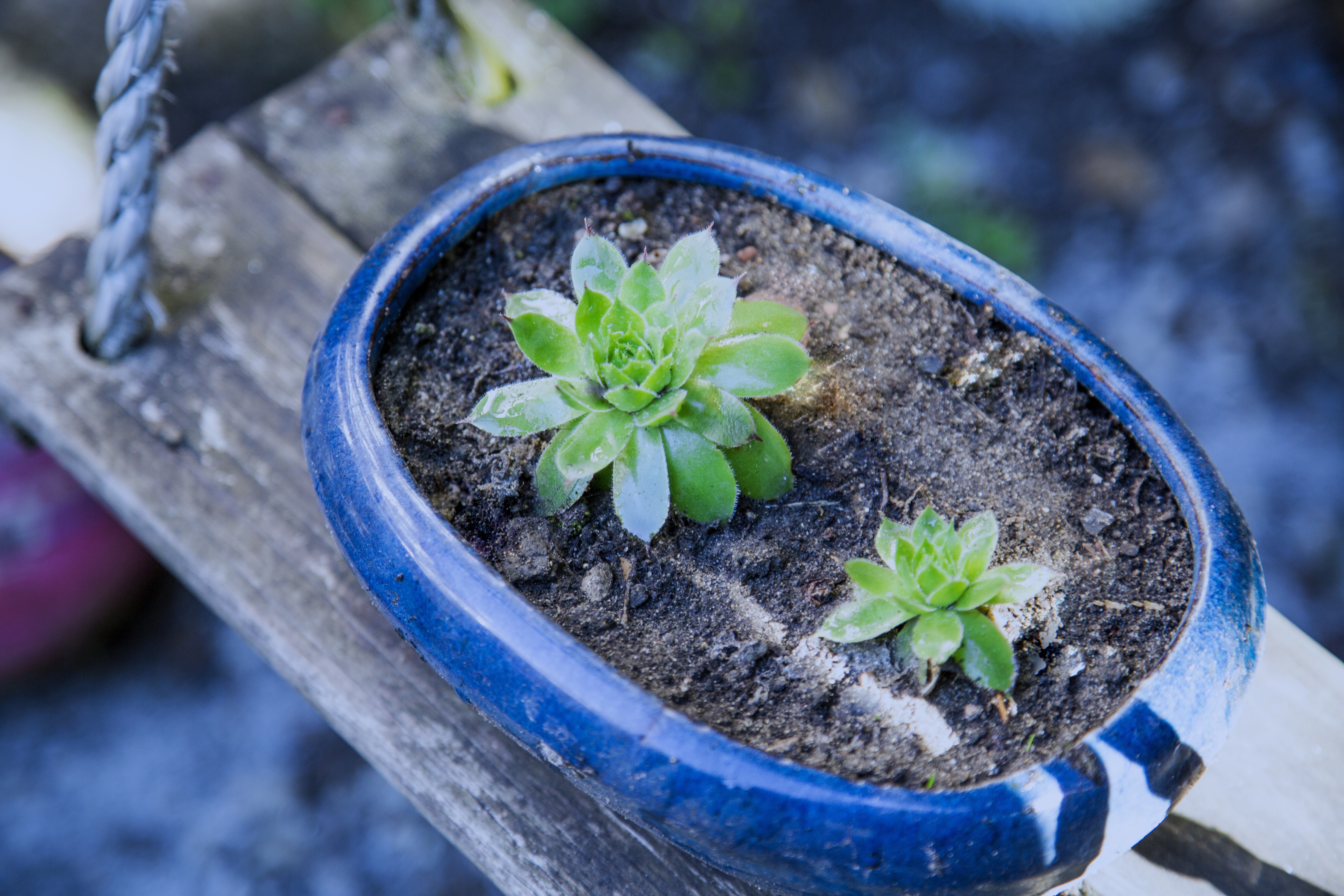 盆栽多肉小植物高清圖片下載